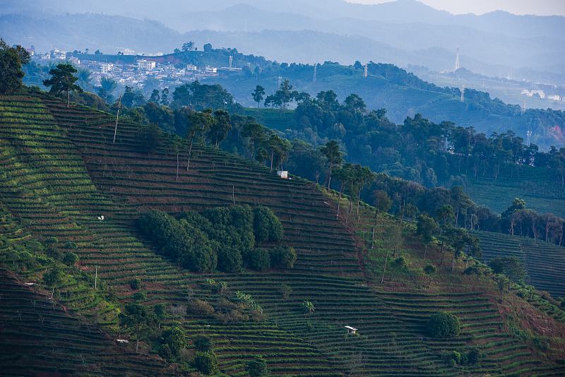 A view of a tea plantation in Yunnan /CFP