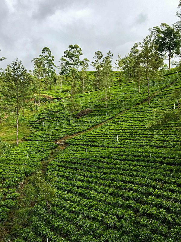 A view of a tea plantation in Sri Lanka /CFP