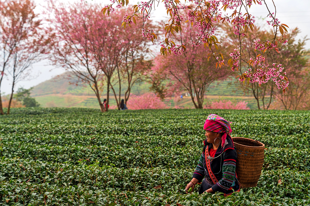 Farmers in the Sapa Lao Cai region of Vietnam pick oolong tea leaves.  /CFP
