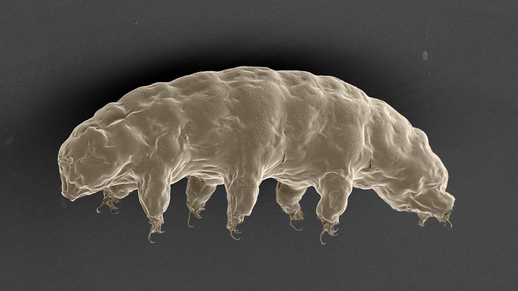 A scanning electron microscope image of the hydrated tardigrade. /CFP