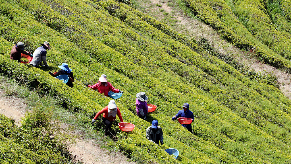Korea's enduring link to ancient China's tea culture