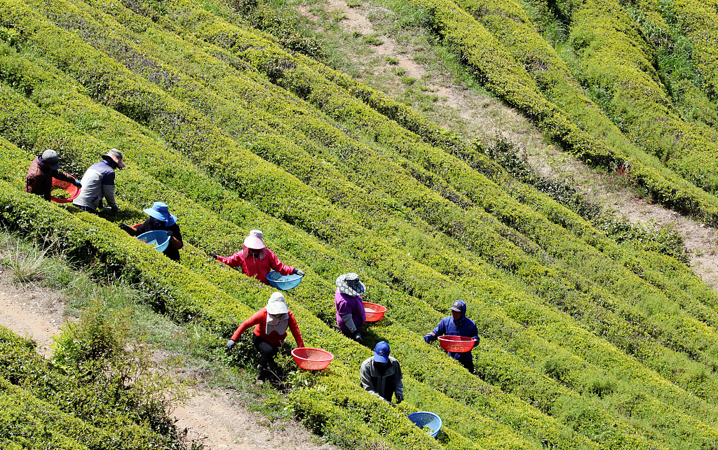 Tea farmers are busy harvesting green tea in a tea plantation in Boryeong County, Jeolla Province, South Korea on April 20, 2021. /CFP