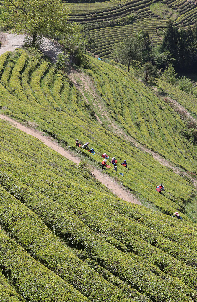 Tea farmers are busy harvesting green tea in a tea plantation in Boryeong County, Jeolla Province, South Korea on April 20, 2021. /CFP
