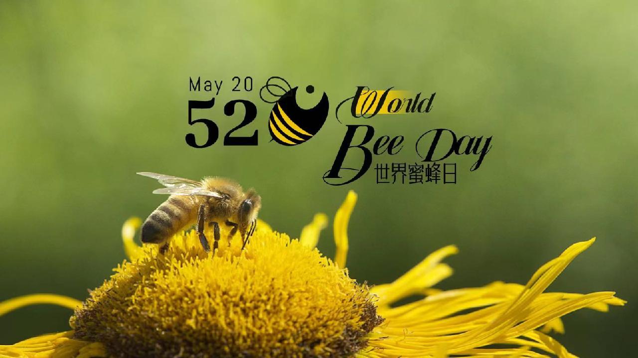 May 20 World Bee Day CGTN