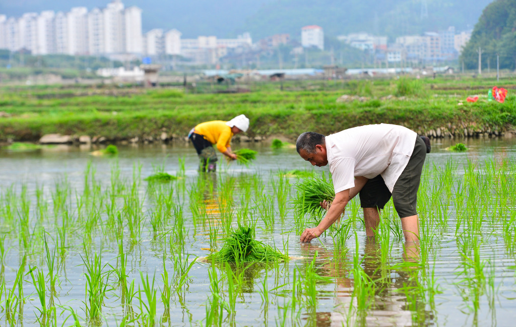 Photo taken on May 20, 2023 shows farmers busy with transplanting rice seedlings in Qiandongnan Miao and Dong Autonomous Prefecture, southwest China's Guizhou Province. /CFP