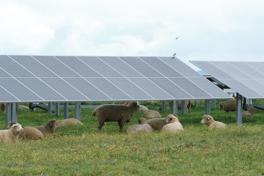 A herd of sheep rests under solar panels of the Francisco Pizarro photovoltaic power plant in Caceres, Spain, March 24, 2023. /Xinhua