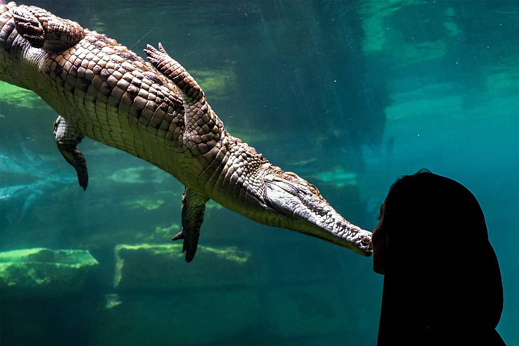 A woman watches a crocodile diving behind the glass of an aquarium at the Dubai Crocodile Park in Dubai on April 17, 2023. /CFP