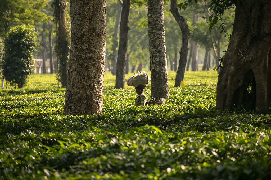 A woman carries her plucked tea leaves in Bokakhat, India, November 11, 2022. /CFP