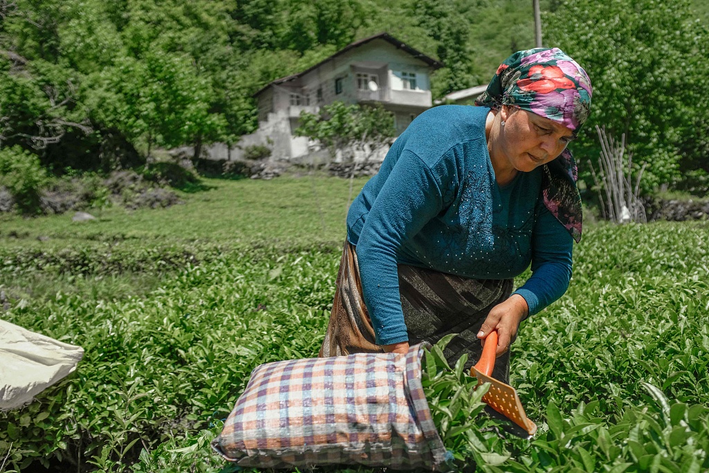 A woman picks tea from her tea garden in the Black Sea region of Türkiye, June 7, 2021. /CFP