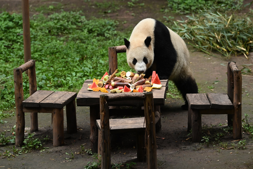 2023 年 5 月 21 日，重庆一家动物园，四只大熊猫围坐在桌子旁享用水果和竹笋晚餐。/CFP