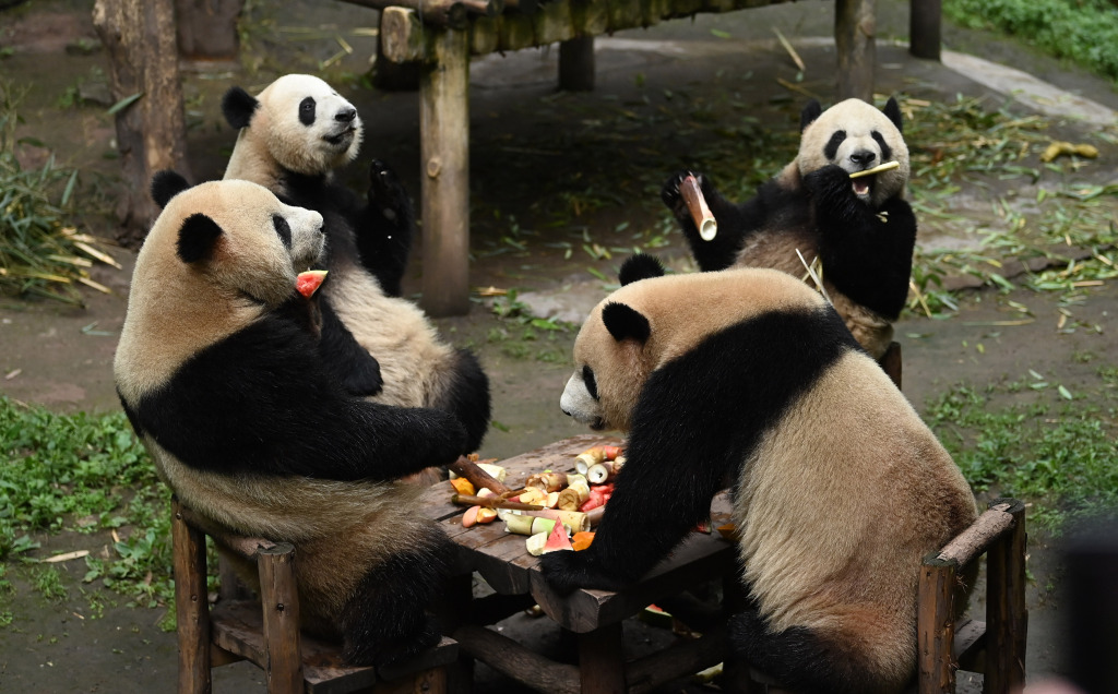 Four giant pandas share a dinner of fruits and bamboo shoots around a table at a zoo in Chongqing, May 21, 2023. /CFP