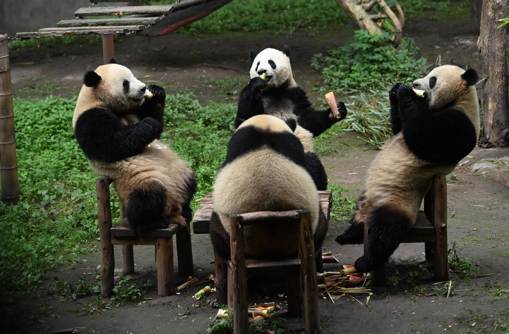 Four giant pandas share a dinner of fruits and bamboo shoots around a table at a zoo in Chongqing, May 21, 2023. /CFP