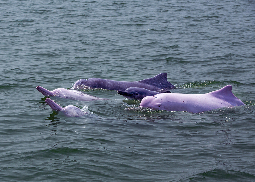 A group of Chinese white dolphins rise to the surface in Sanniang bay in Qinzhou City, south China's Guangxi Zhuang Autonomous Region, on April 21, 2020. /CFP