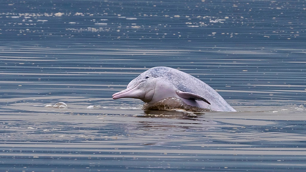 A Chinese white dolphin appears in the waters near Nanwan Village in Xiapu County, southeast China's Fujian Province, on March 1, 2021. /CFP