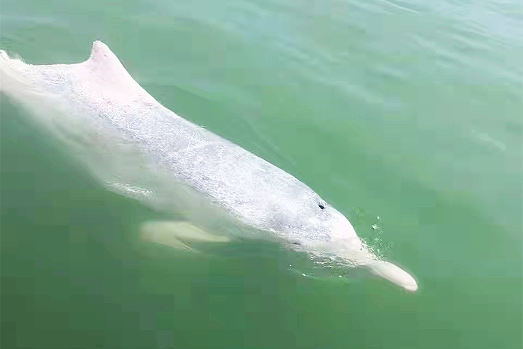 A Chinese white dolphin is photographed in Leizhou bay, south China's Guangdong Province, on April 8, 2022. /CFP