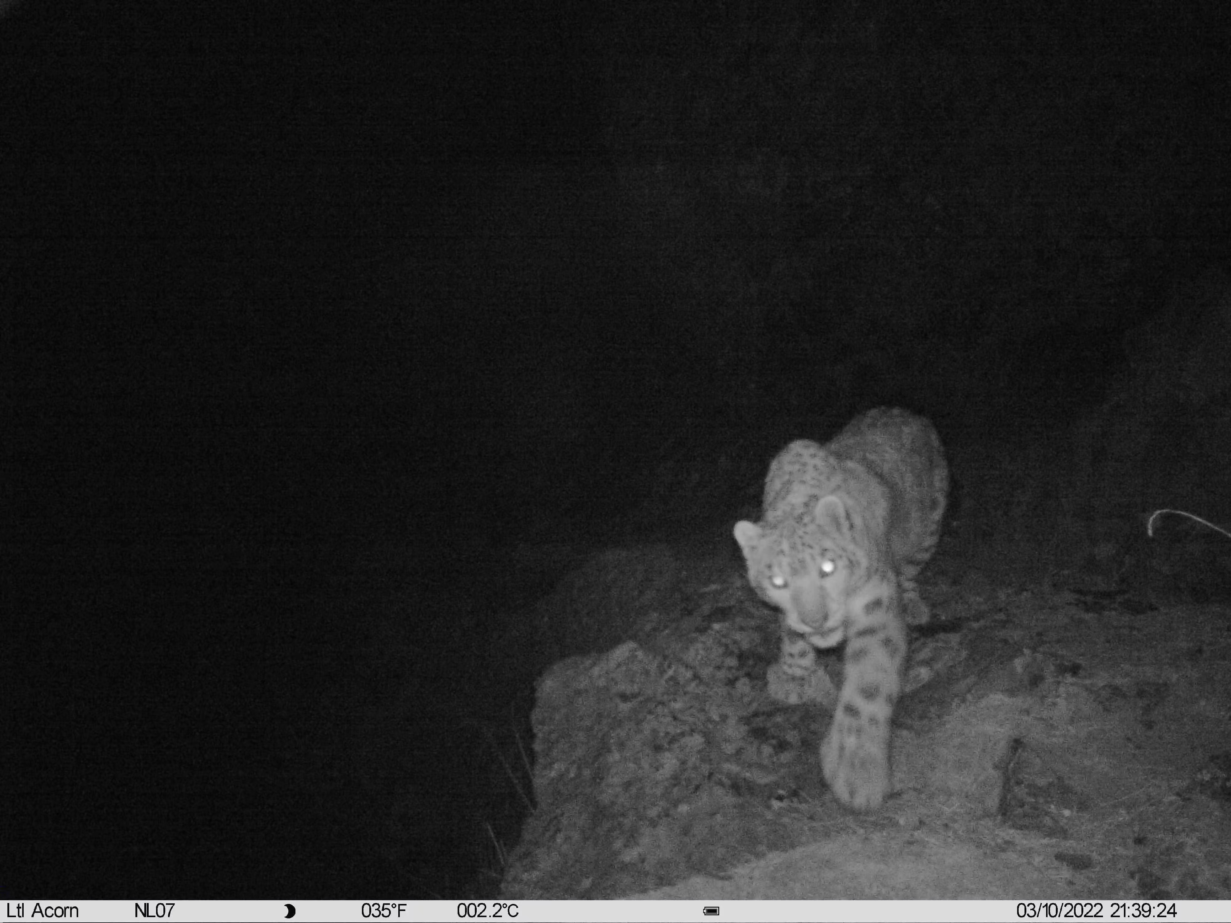 A snow leopard captured by an infrared camera in Nenang Valley, Lhasa, southwest China's Xizang Autonomous Region, March 10, 2022. 