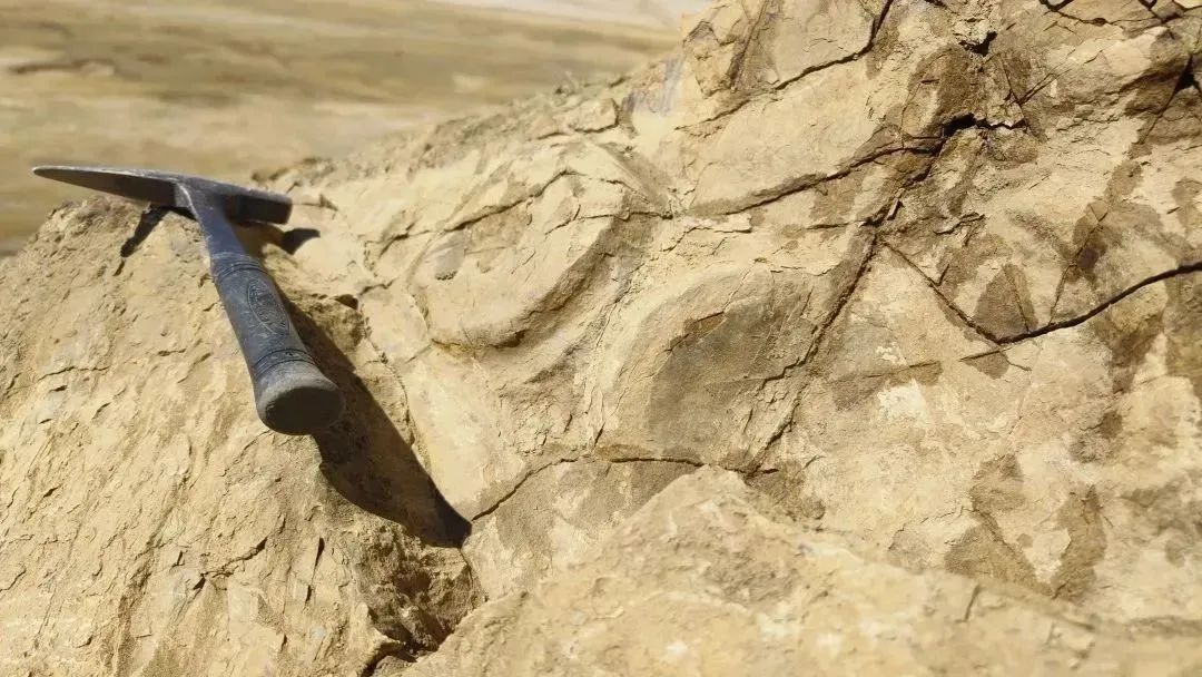 Fossils of Himalayasaurus' vertebrae and ribs discovered near Gangkar Town in Dingri County, southwest China's Xizang Autonomous Region. /IVPP