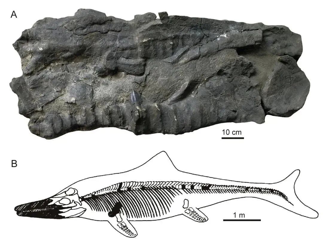喜马拉雅龙化石样本（上）和喜马拉雅龙复原图（下）。  /IVPP