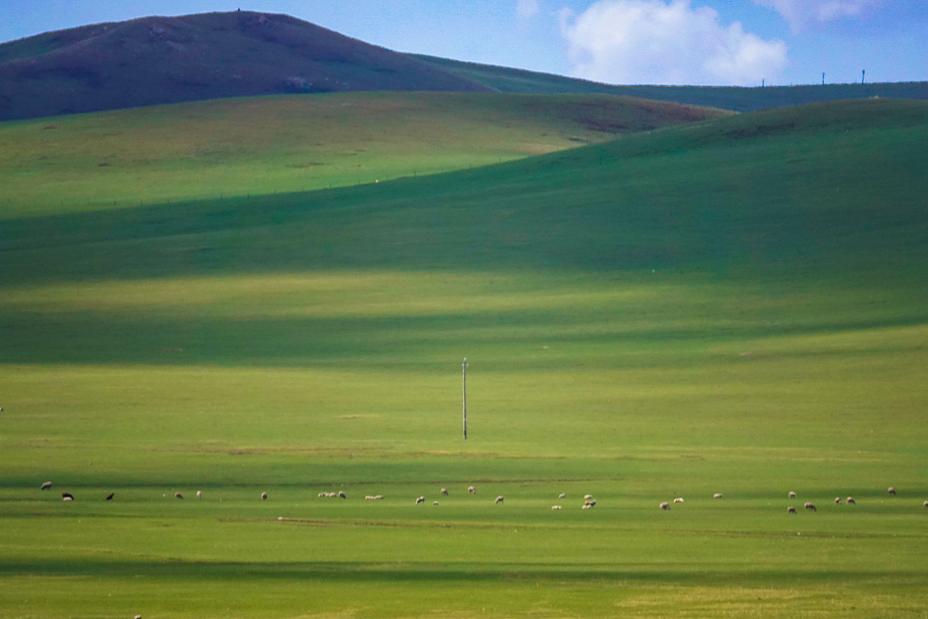 Hulun Buir Grassland, located in the northeast of China’s Inner Mongolia Autonomous Region, turns green as summer unfolds, May 21, 2023. /CFP