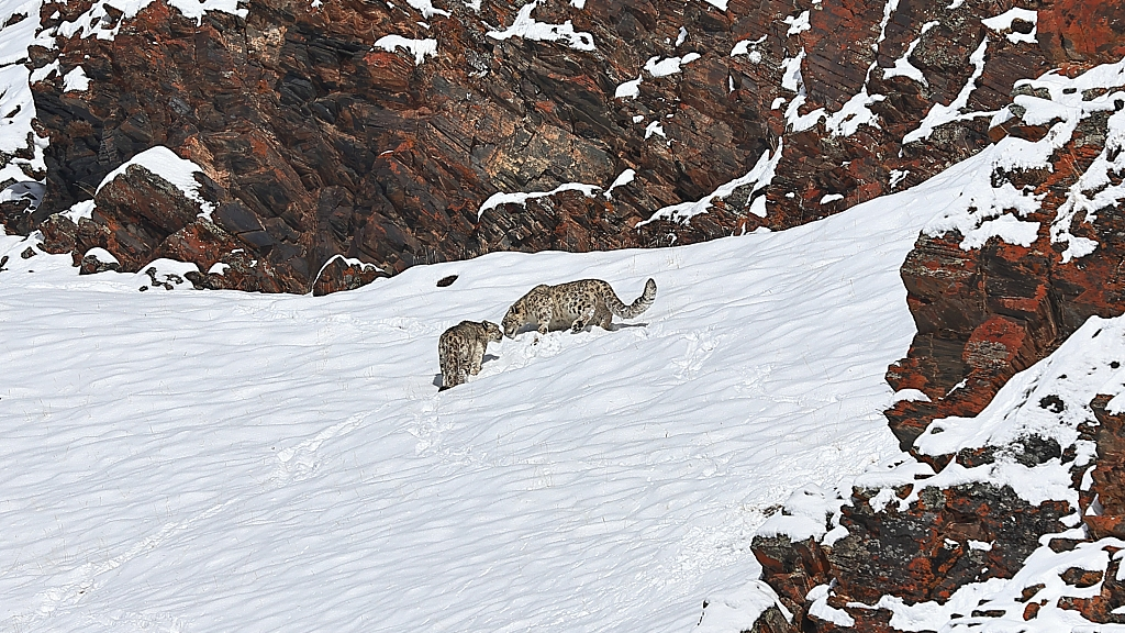 he snow leopards in the Bayankala Mountains, southwest China's Xizang Autonomous Region, February 27, 2023. /CFP