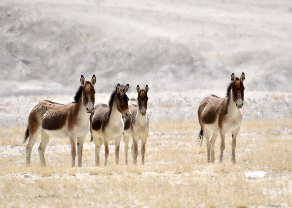 A herd of Tibetan wild donkeys roam the meadows of Ali, southwest China’s Xizang Autonomous Region on April 10, 2023. /CFP