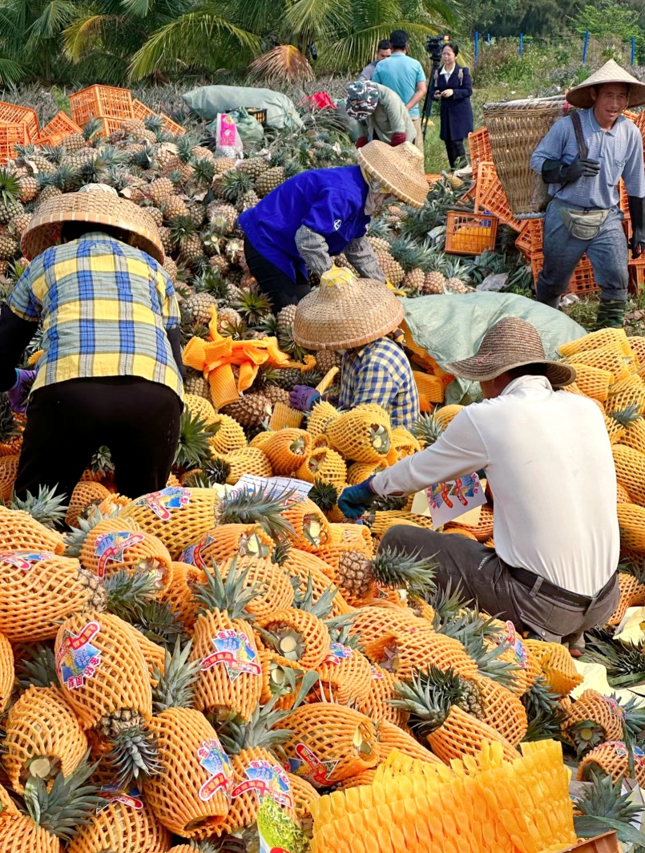 Farmers in Wenchang, Hainan are busy picking and packing pineapples. /Photo provided to CGTN