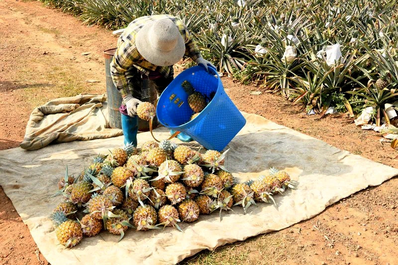Farmers in Wenchang, Hainan are busy picking and packing pineapples. /Photo provided to CGTN
