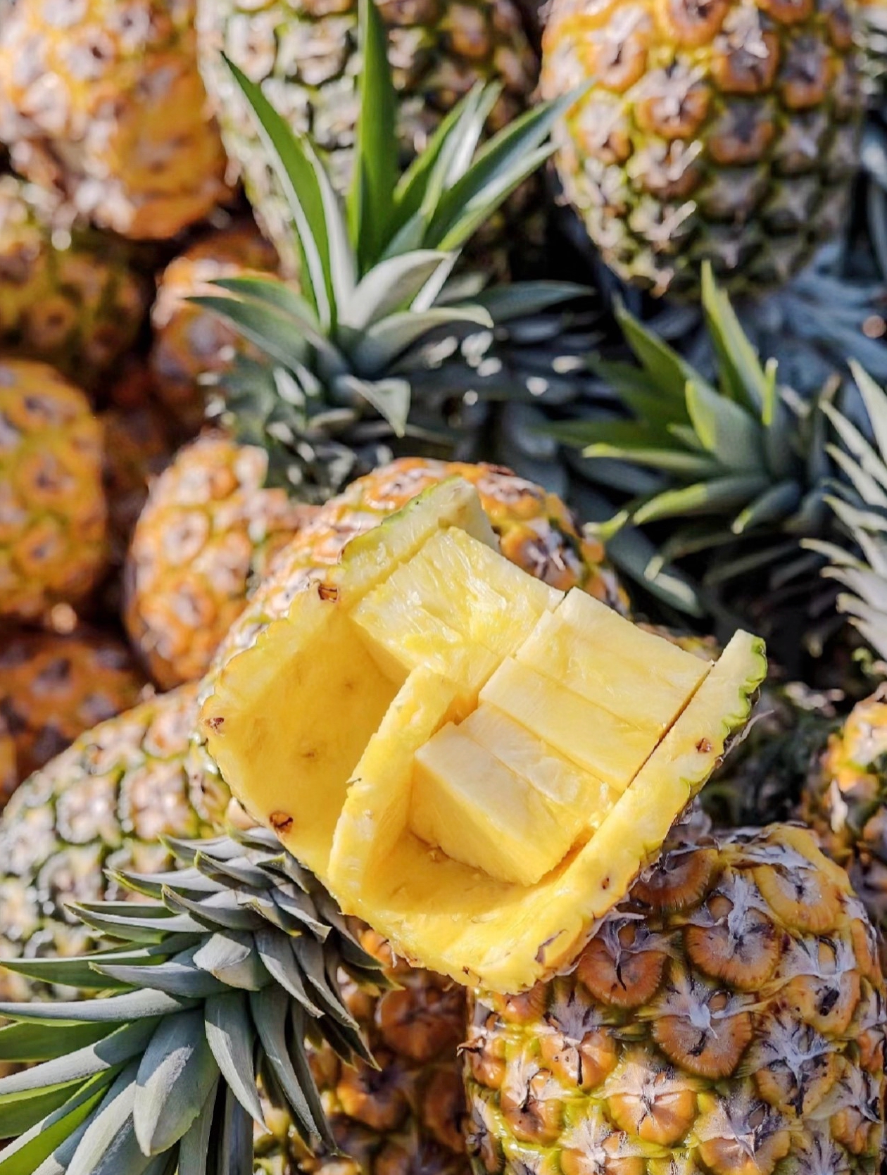 Hainan welcomes a bumper pineapple harvest. /Photo provided to CGTN