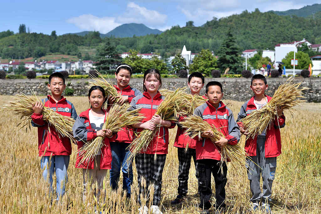 Pupils at Zhongping Village Primary School in Xiangyang, Hubei Province, take their agriculture lesson to the fields during the wheat harvesting season on May 24, 2023. /CFP