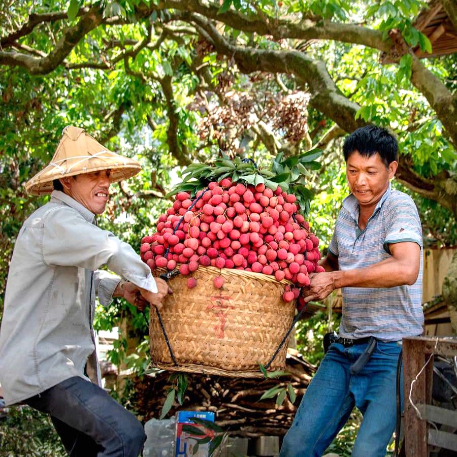 Farmers harvest ripe lychees in Lingshui, Hainan. /Photo provided to CGTN