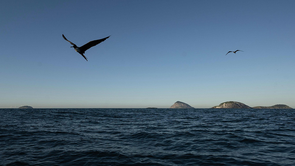 A seabird flying on the coast Brazil on May 23, 2023. /CFP