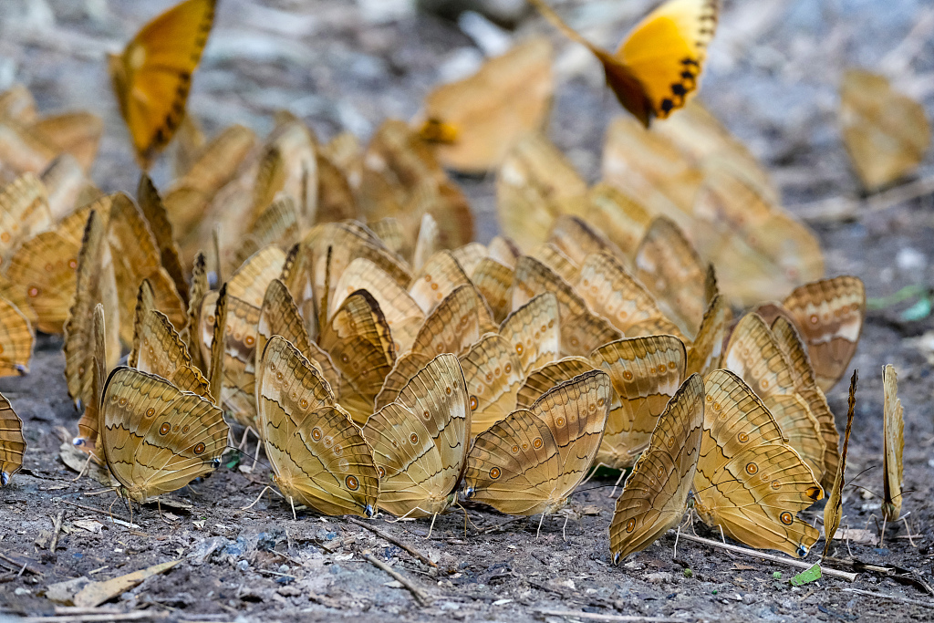 Stichophthalma howqua butterflies in Butterfly Valley in Jinping County of southwest China's Yunnan Province on May 19, 2023. /VCG