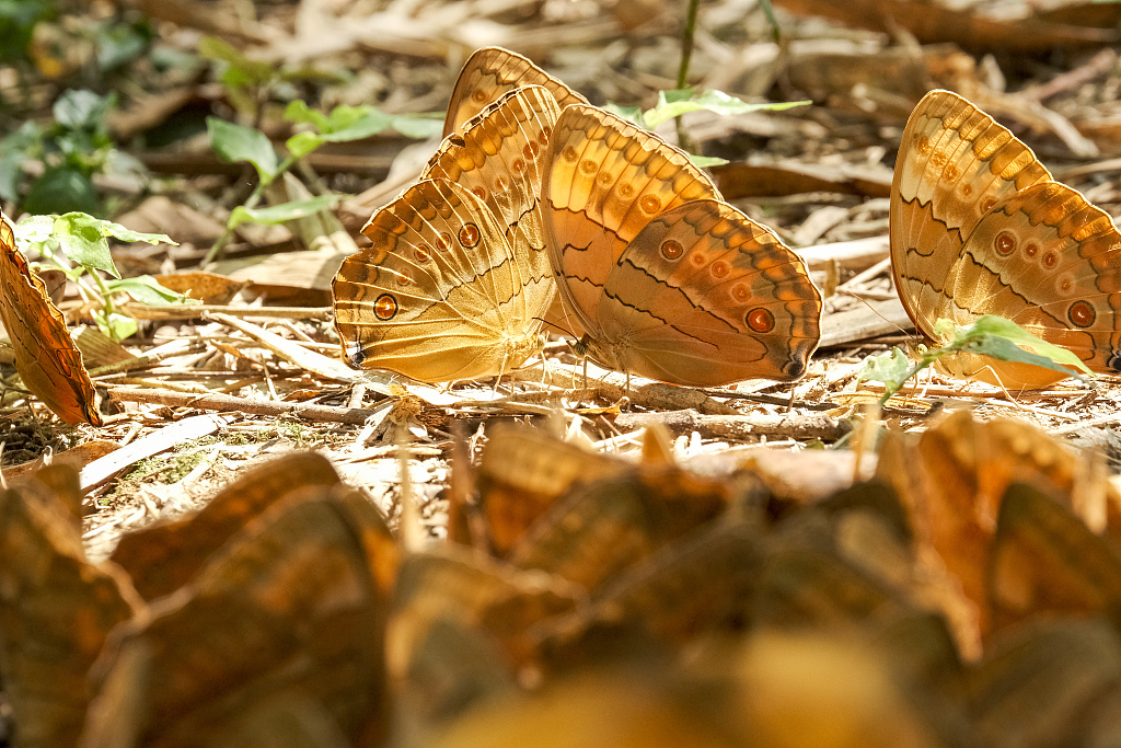 Stichophthalma howqua butterflies in Butterfly Valley in Jinping County of southwest China's Yunnan Province on May 19, 2023. /VCG