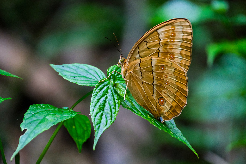 Stichophthalma howqua butterfly in Butterfly Valley in Jinping County of southwest China's Yunnan Province on May 19, 2023. /VCG