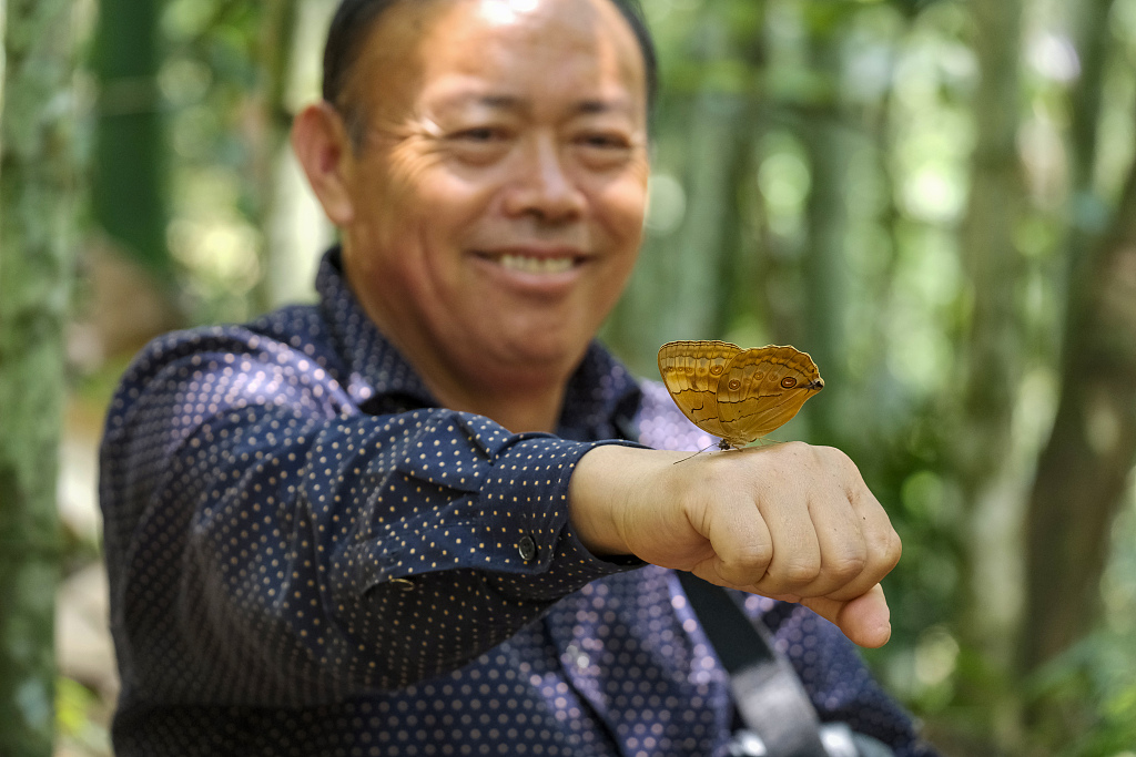 Stichophthalma howqua butterfly on tourist's hand in Butterfly Valley in Jinping County of southwest China's Yunnan Province on May 19, 2023. /VCG