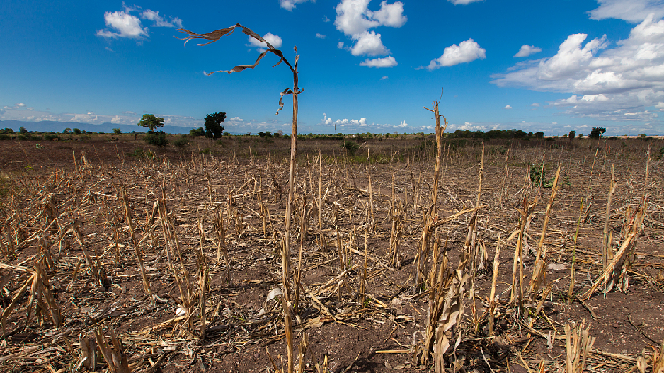 Horn of Africa may experience dry weather in upcoming rainfall season ...