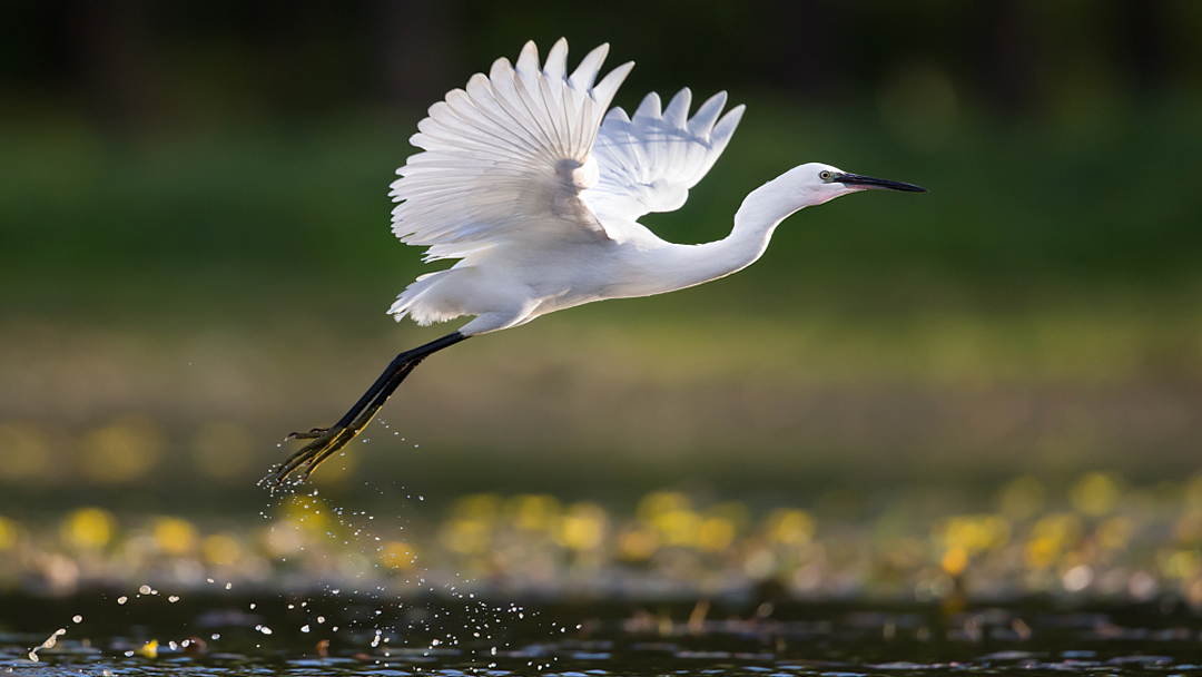 Live: How egret birds raise their kids at the Caofeidian Wetland Park in Hebei