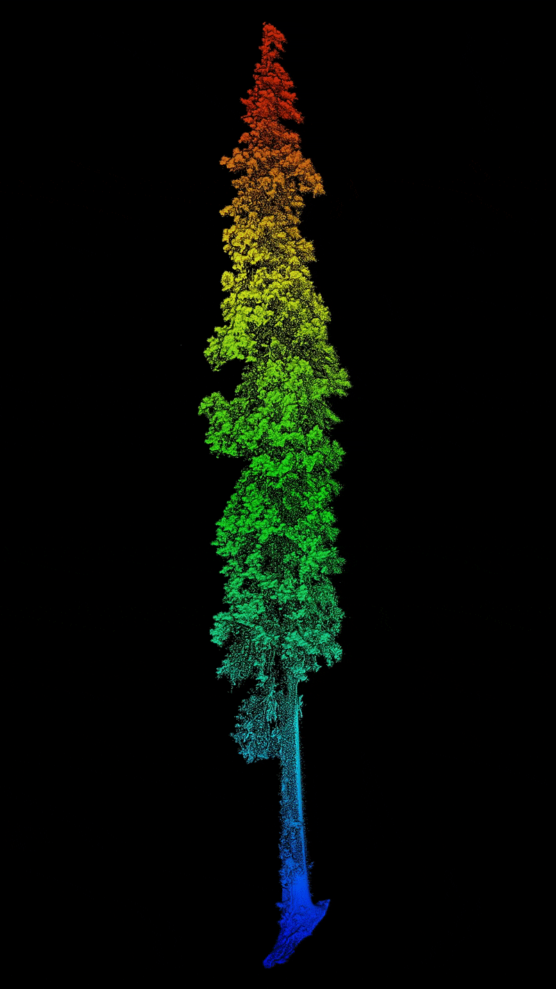 The 3D point cloud model of the 102.3-meter Himalayan cypress.