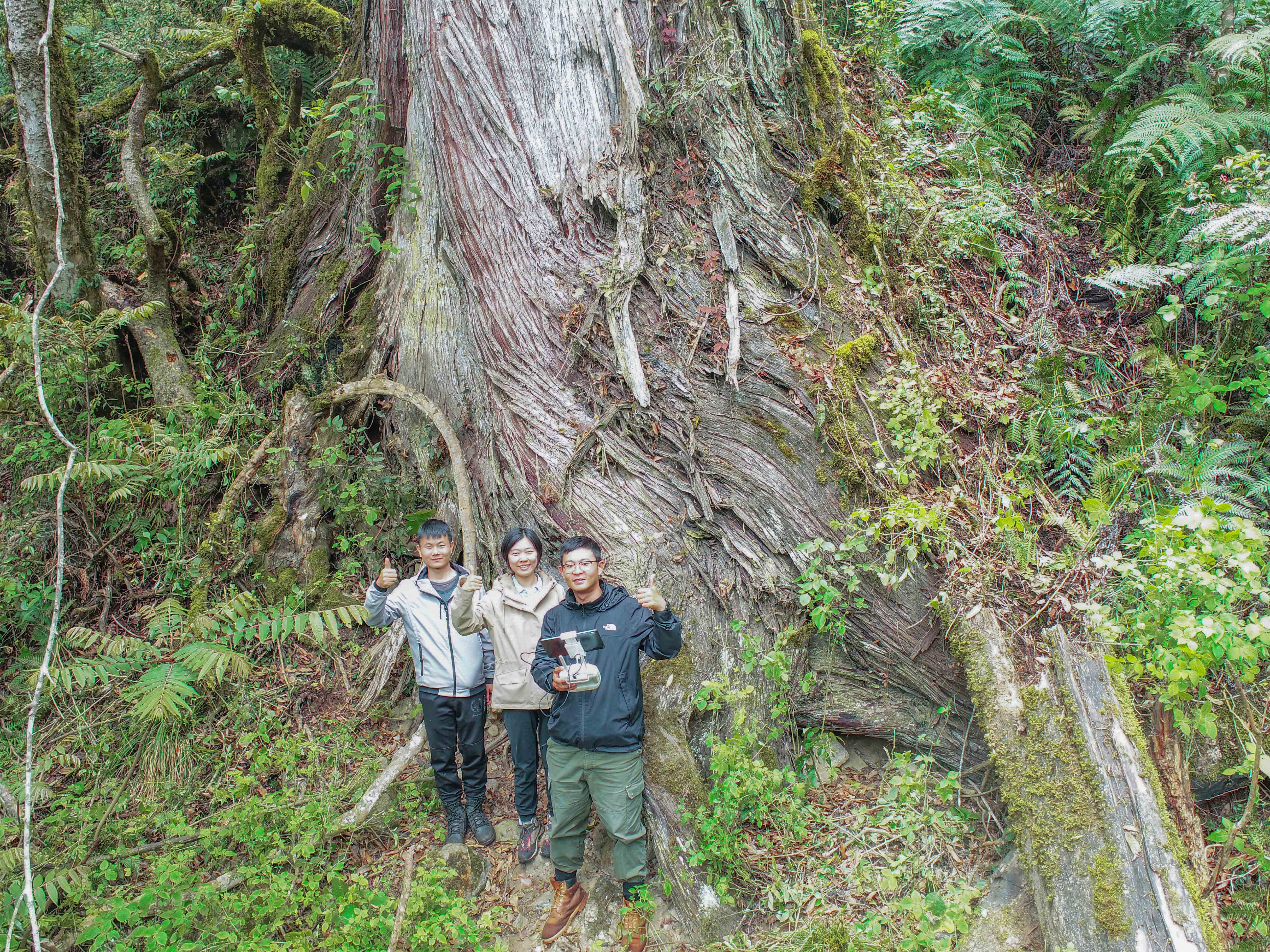 Researchers standing with the 102.3-meter-tall Himalayan cypress, Yarlung Zangbo Grand Canyon National Nature Reserve, southwest China's Xizang Autonomous Region. 