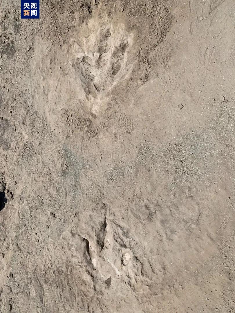 The newly discovered dinosaur footprints. /China Media Group