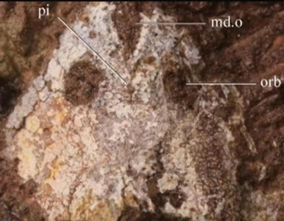 Fossils of Jiangxialepis jiujiangensis