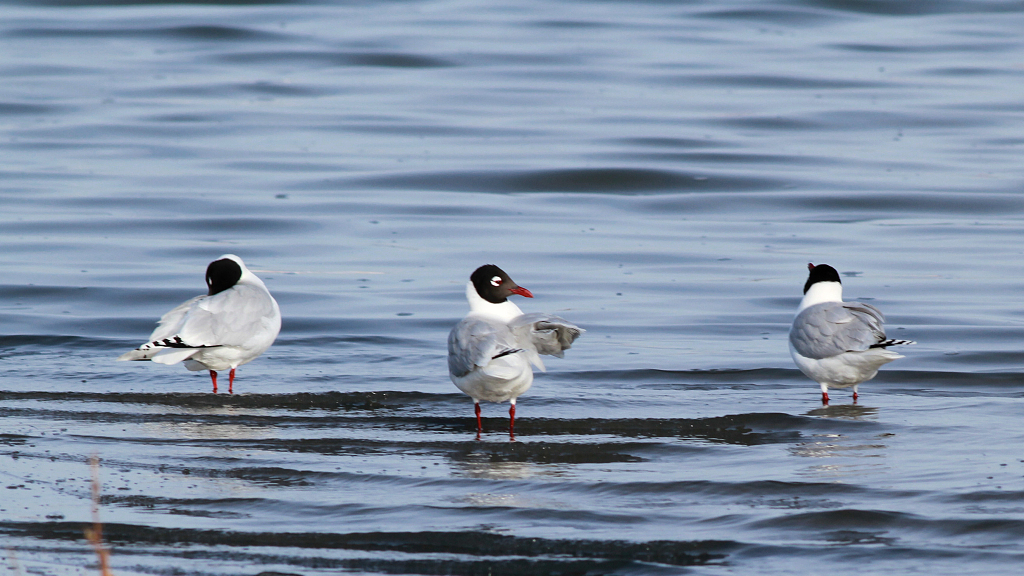 Live: Endangered relict gulls in N China's nature reserve - Ep. 2