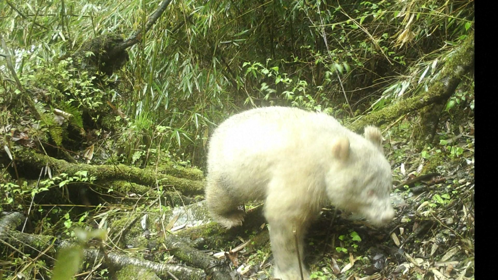 An undated photo shows a rare all-white panda foraging in the Wolong National Nature Reserve in southwest China's Sichuan Province. /CFP