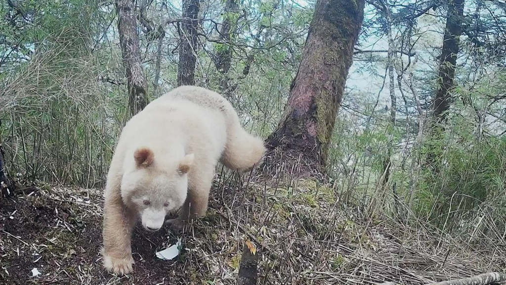 An undated photo shows a rare all-white panda foraging in the Wolong National Nature Reserve in southwest China's Sichuan Province. /CFP