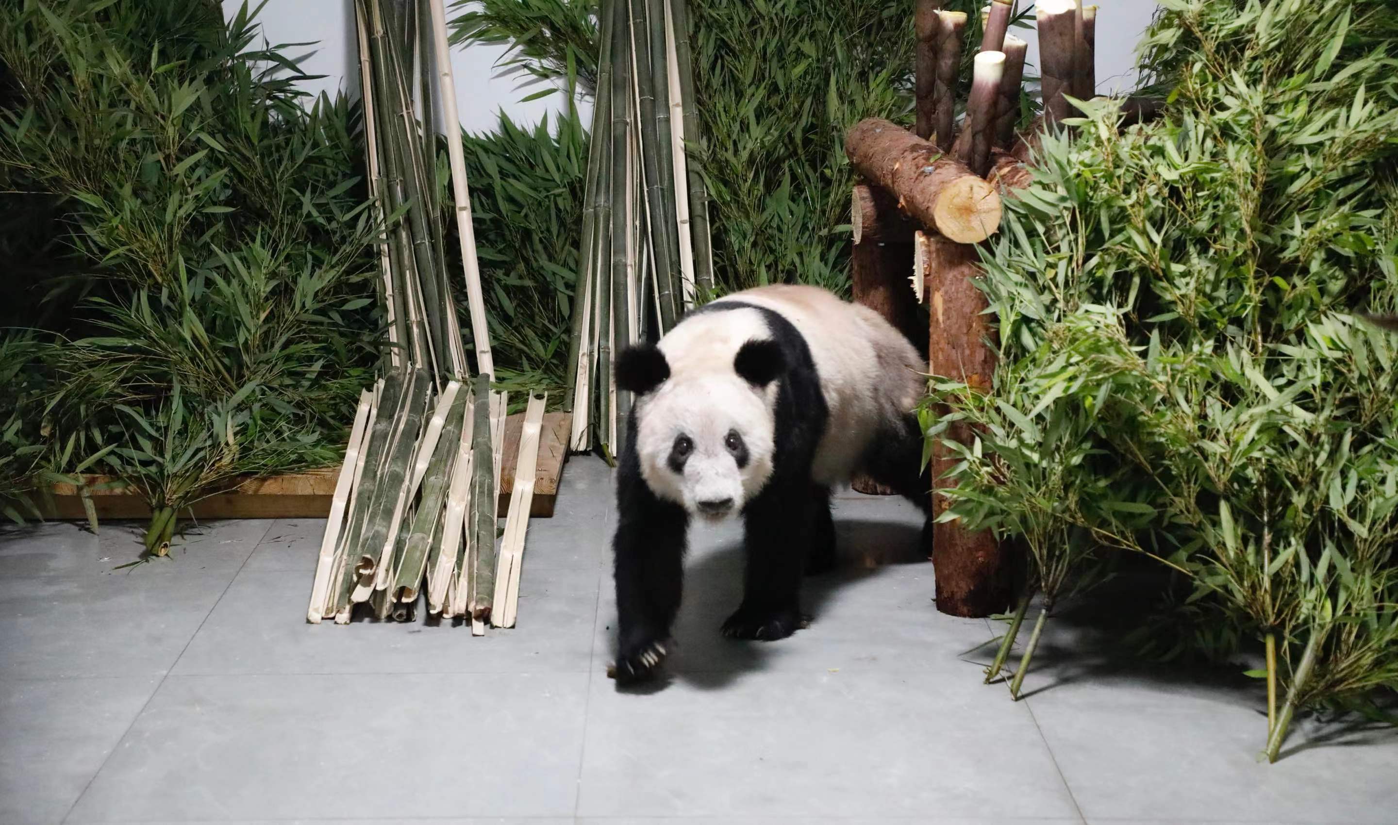 Ya Ya is surrounded by bamboo leaves and shoots at the Beijing Zoo, May 29, 2023. /CNSPHOTO