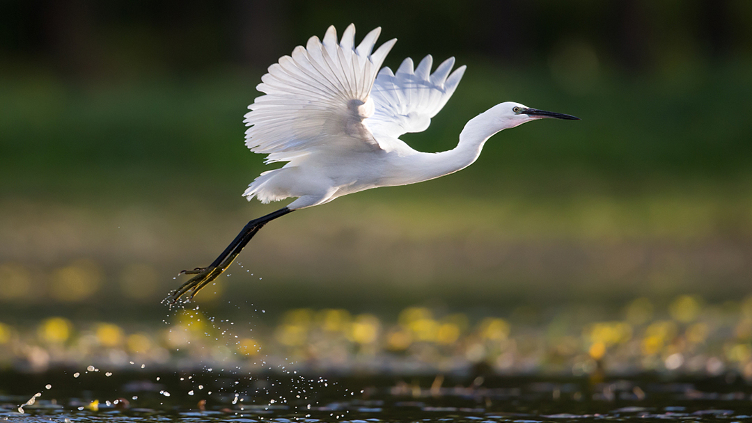 Live: How egrets raise their kids at the Caofeidian Wetland Park in Hebei - Ep. 3