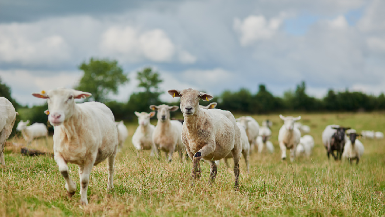New Zealand records fewest sheep for 170 years - CGTN