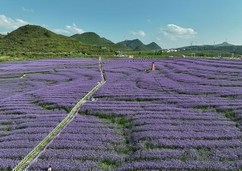 2023 年 5 月 29 日拍摄的这张照片显示的是贵州省贵阳市的马鞭草花园。/CFP