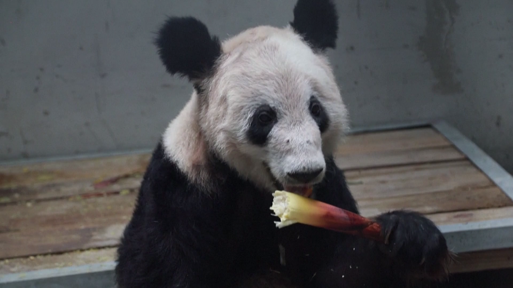 YaYa devours a fresh bamboo shoot at Beijing Zoo on Monday, May 29, 2023. /CFP