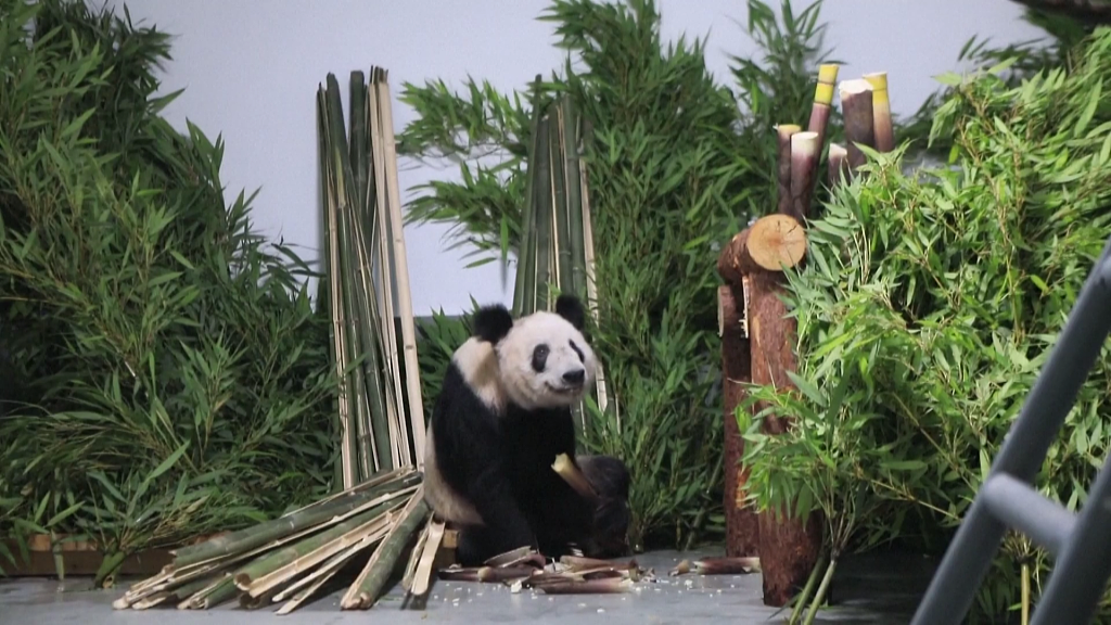 Ya Ya devours a fresh bamboo shoot at Beijing Zoo on Monday, May 29, 2023. /CFP